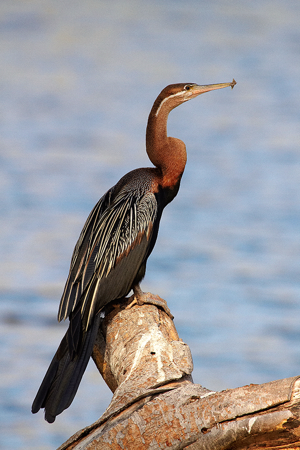 Afrikanischer Schlangenhalsvogel (Anhinga melanogaster rufa)