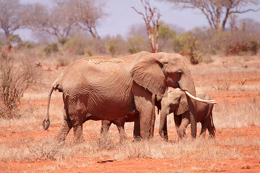 Afrikanischer Elefant (Loxodonta africana)