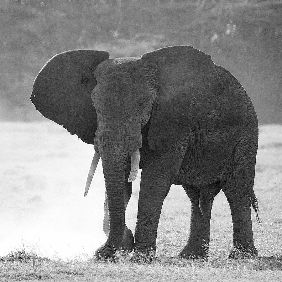 Afrikanischer Elefant (Loxodonta africana)