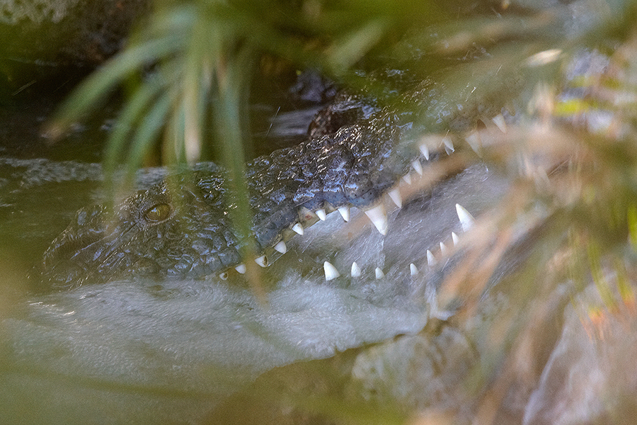 Nilkrokodil (Crocodylus niloticus)