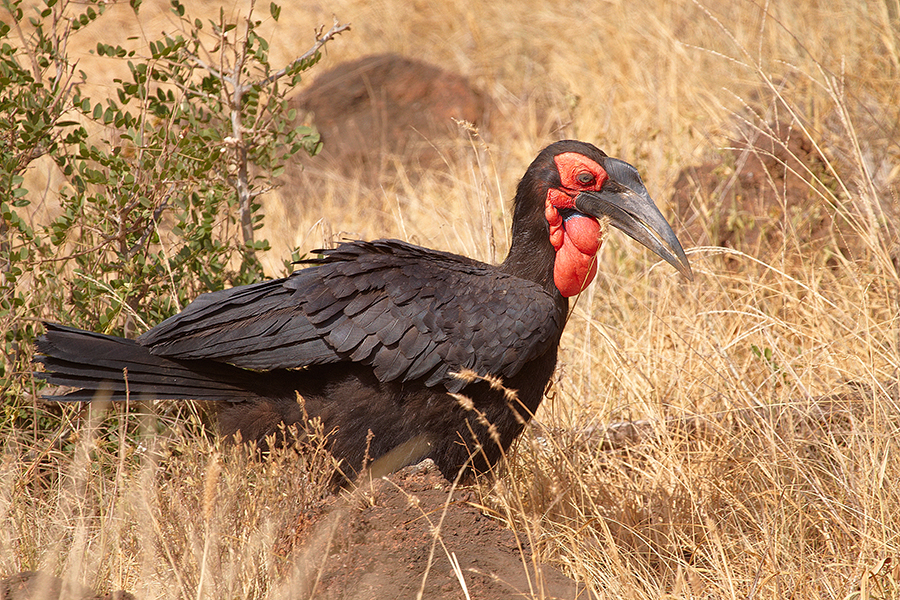 SÃ¼dlicher Hornrabe (Bucorvus leadbeateri)