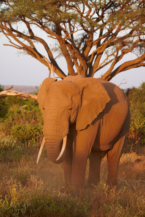 Afrikanischer Elefant (Loxodonta africana)