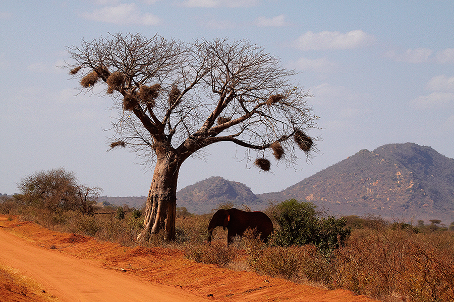 Afrikanischer Elefant (Loxodonta africana)