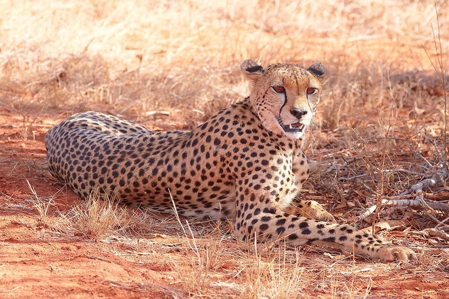 Gepard (Acinonyx jubatus)