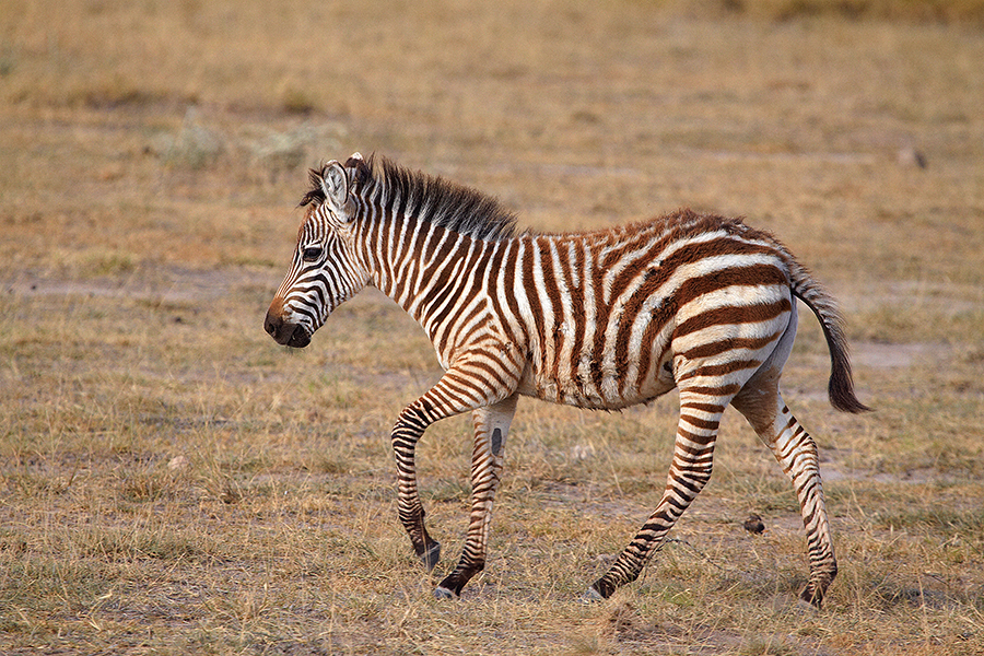 Steppenzebra (Equus quagga)