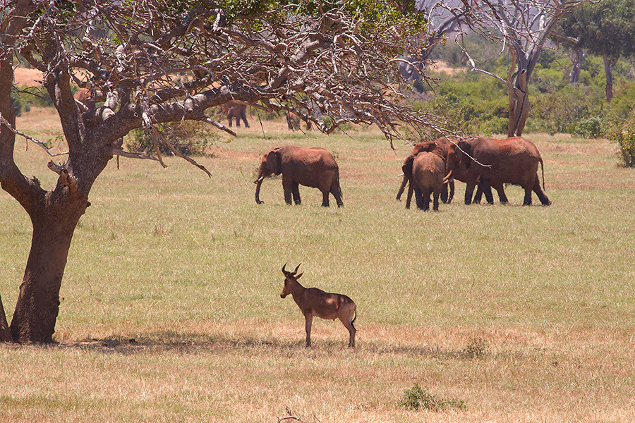 Kuhantilope (Alcelaphus buselaphus)