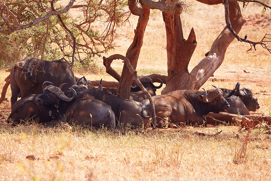 Afrikanischer BÃ¼ffel (Syncerus caffer), auch KaffernbÃ¼ffel