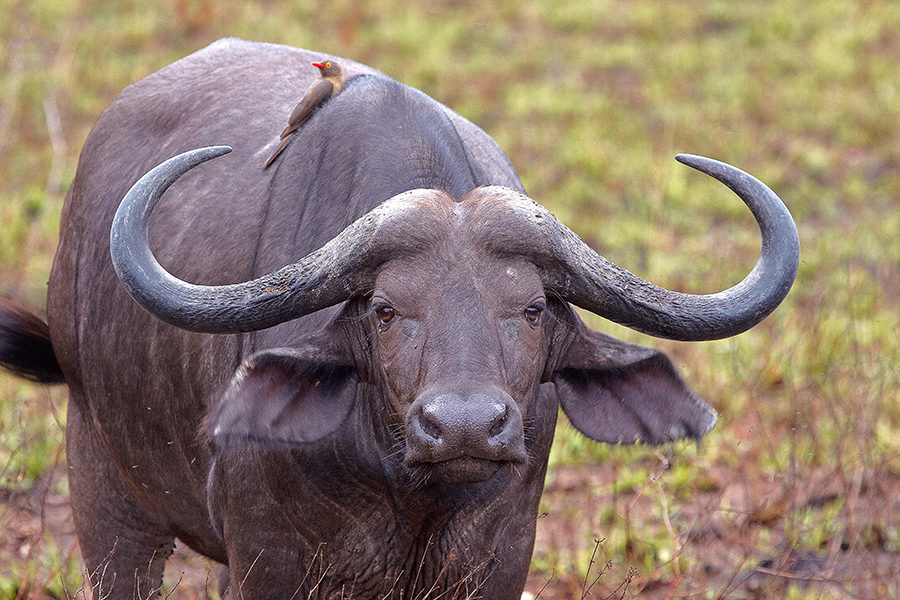 Afrikanischer BÃ¼ffel (Syncerus caffer), auch KaffernbÃ¼ffel