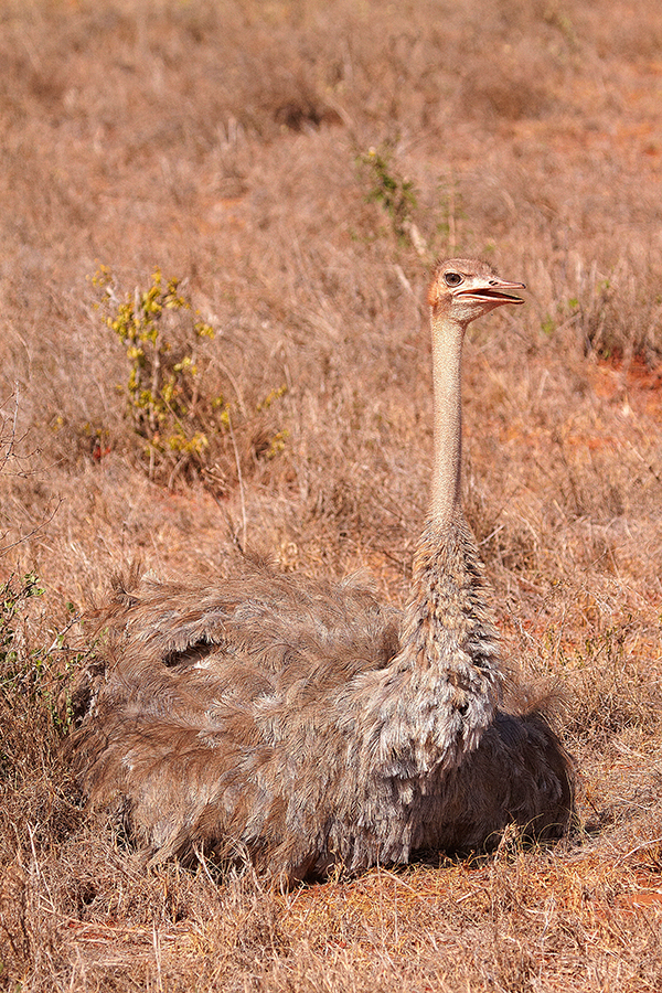 Afrikanischer StrauÃŸ (Struthio camelus)