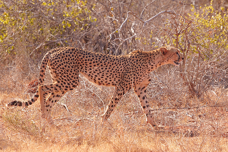 Gepard (Acinonyx jubatus)