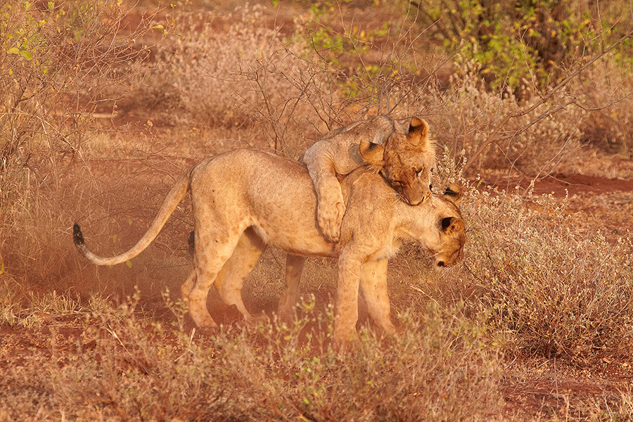 LÃ¶we (Panthera leo)