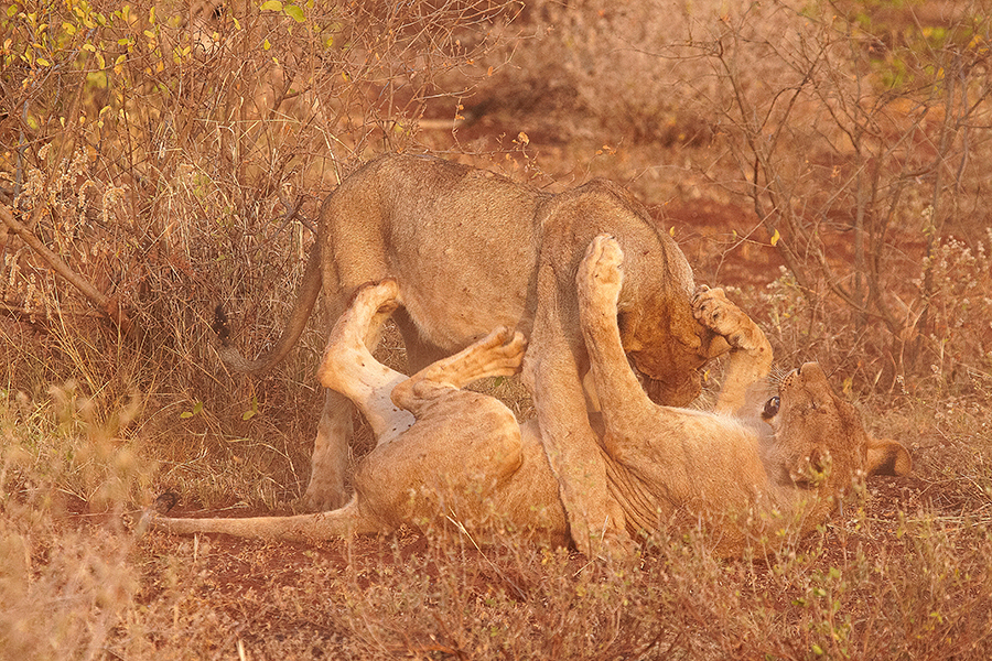 LÃ¶we (Panthera leo)