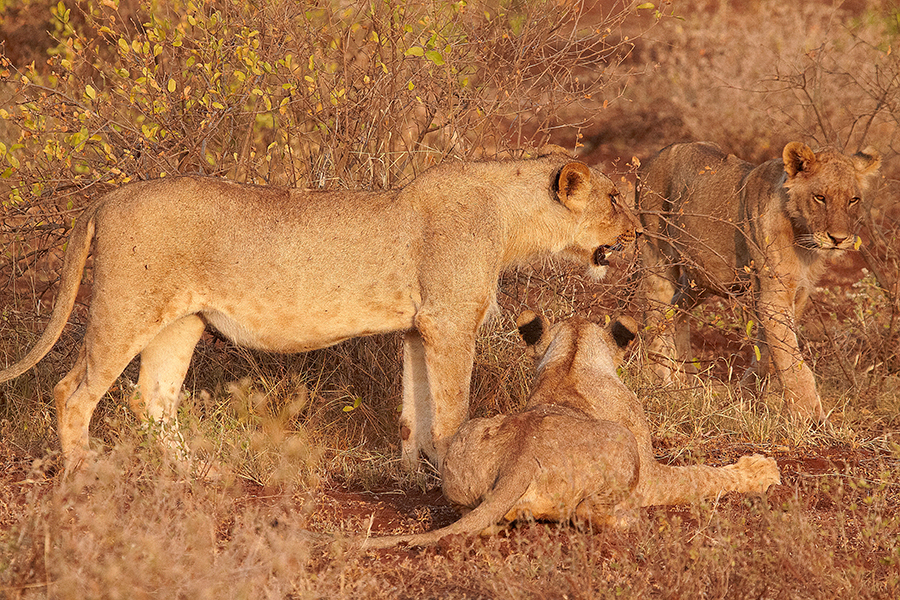 LÃ¶we (Panthera leo)