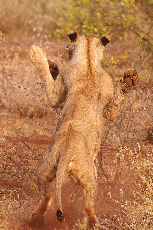 LÃ¶we (Panthera leo)