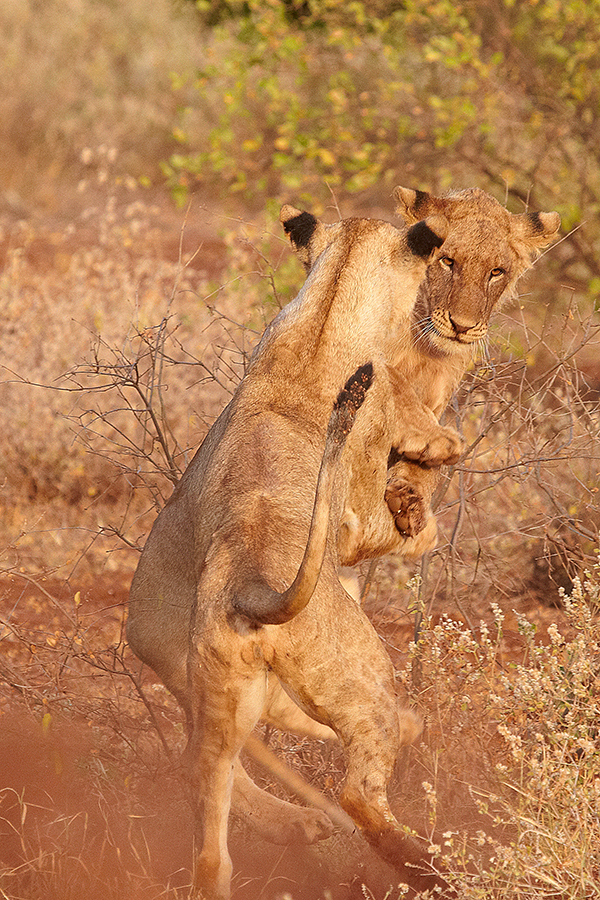 LÃ¶we (Panthera leo)