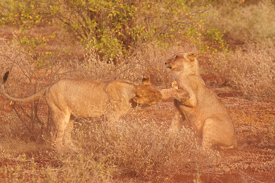 LÃ¶we (Panthera leo)