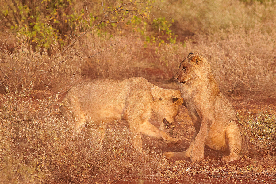 LÃ¶we (Panthera leo)