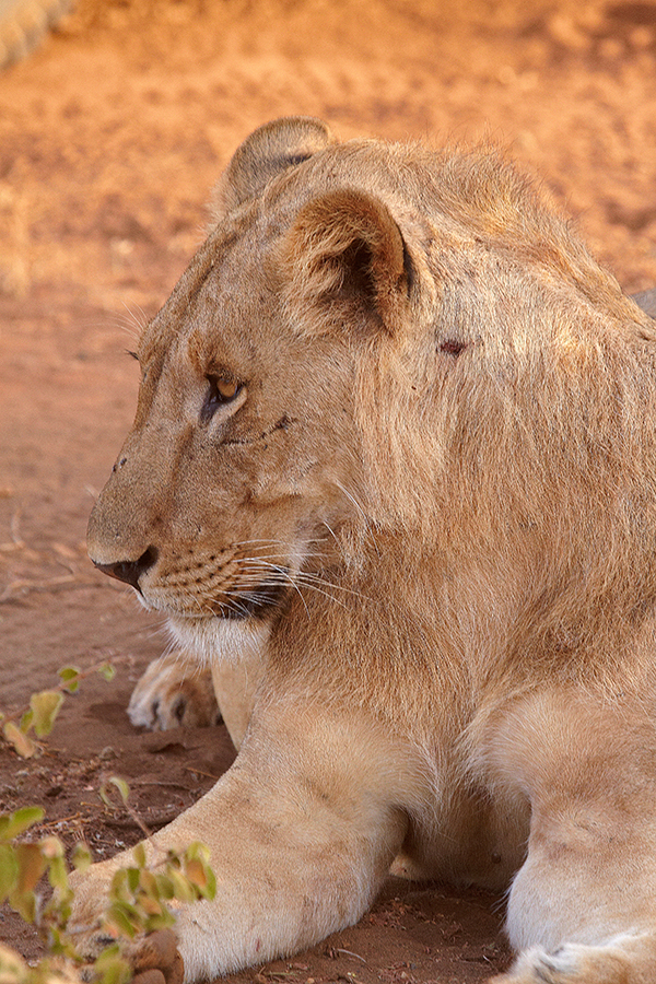 LÃ¶we (Panthera leo)