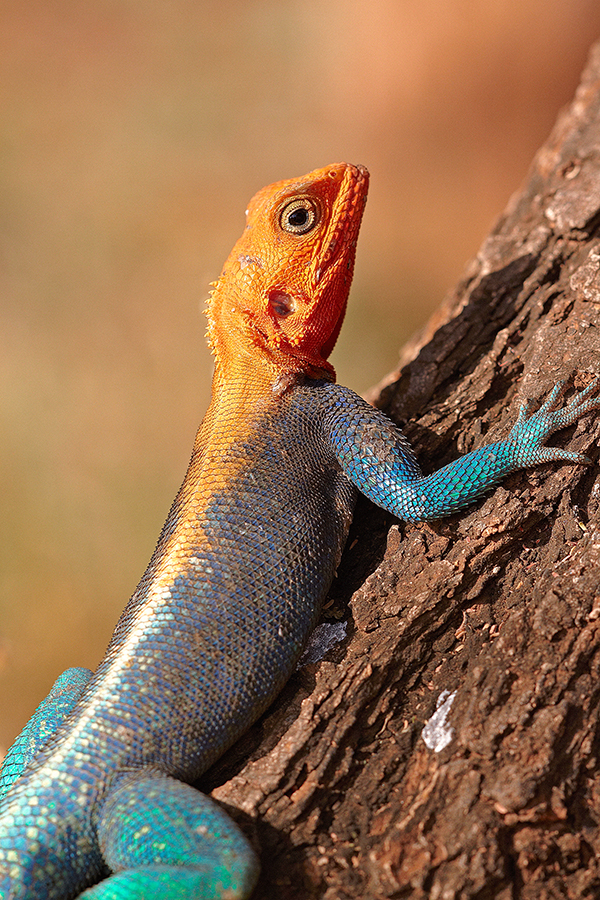 Siedleragame (Agama agama)