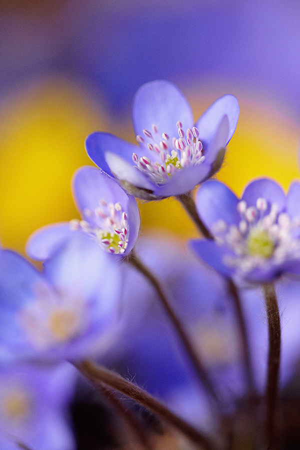 LeberblÃ¼mchen (Anemone hepatica)