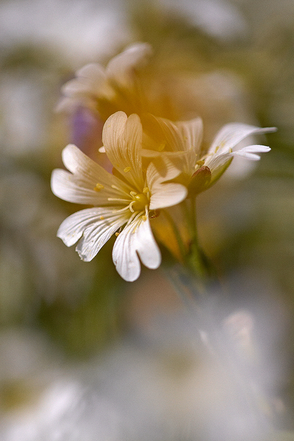 Acker-Hornkraut (Cerastium arvense)