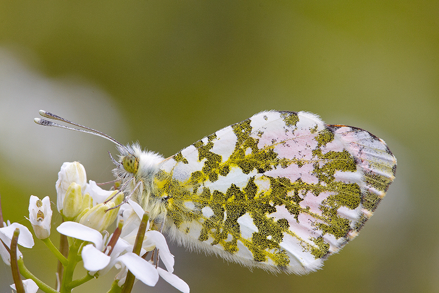 Aurorafalter (Anthocharis cardamines)