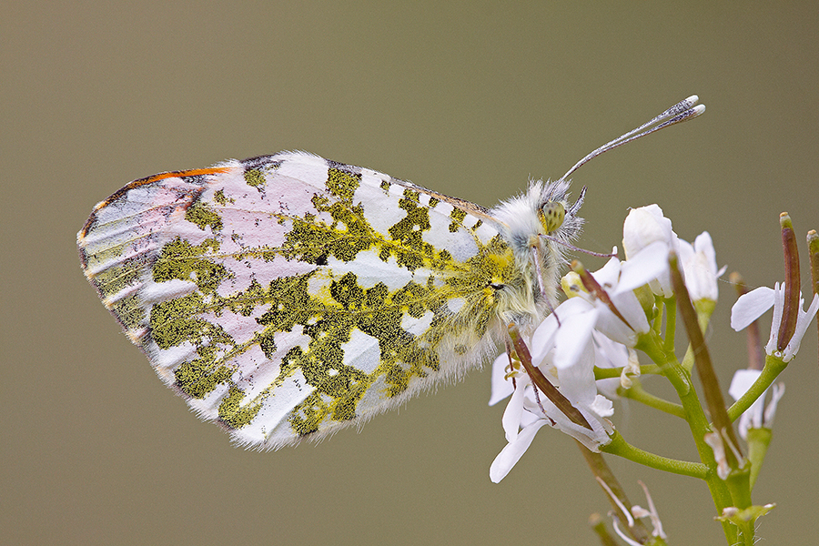 Aurorafalter (Anthocharis cardamines)