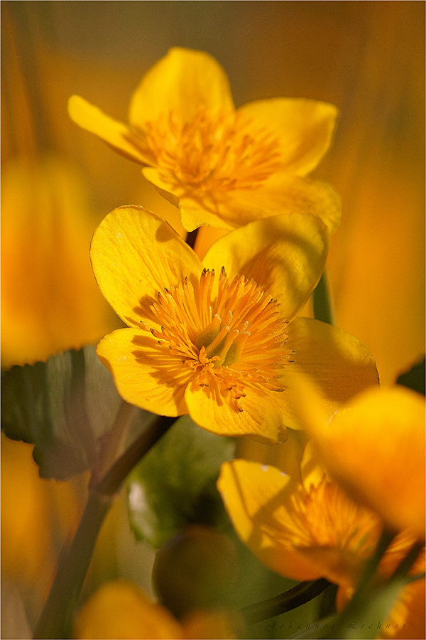 Sumpfdotterblume (Caltha palustris)