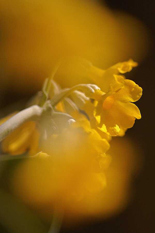 Aurikel (Primula auricula)