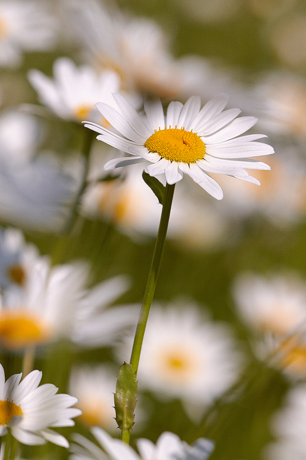 Magerwiesen-Margerite (Leucanthemum vulgare)