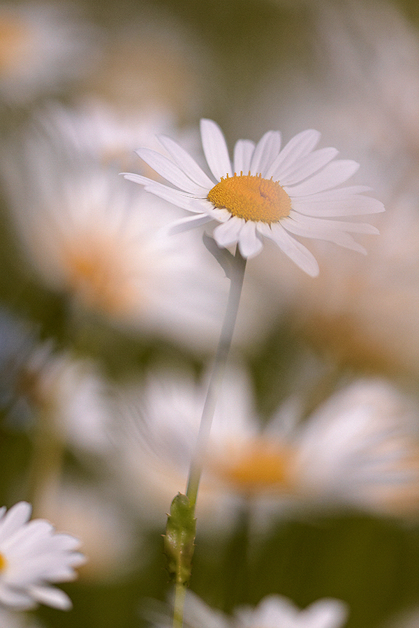 Magerwiesen-Margerite (Leucanthemum vulgare)