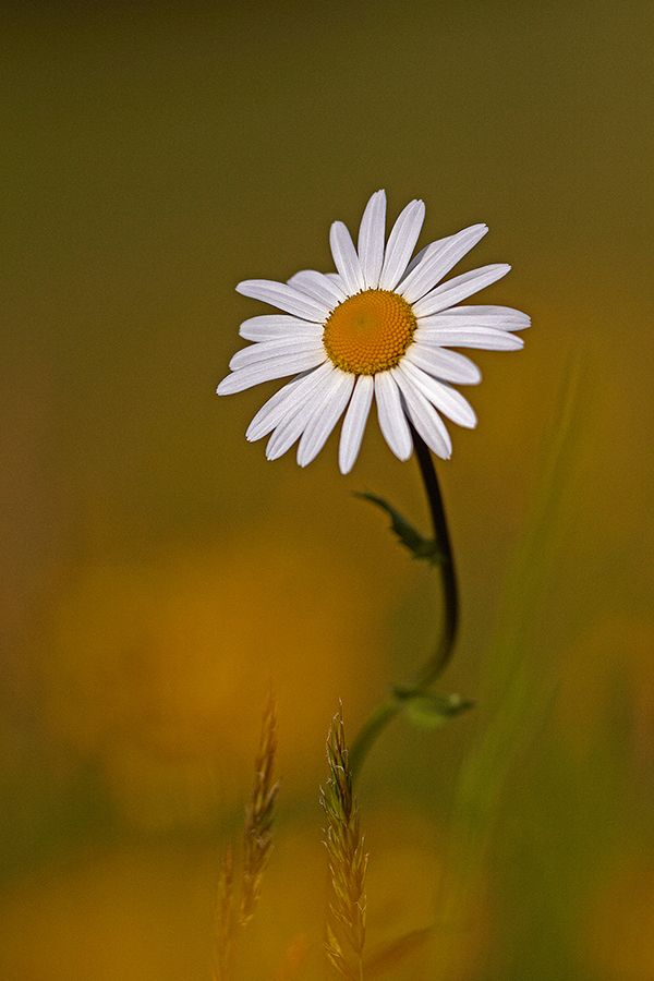 Magerwiesen-Margerite (Leucanthemum vulgare)