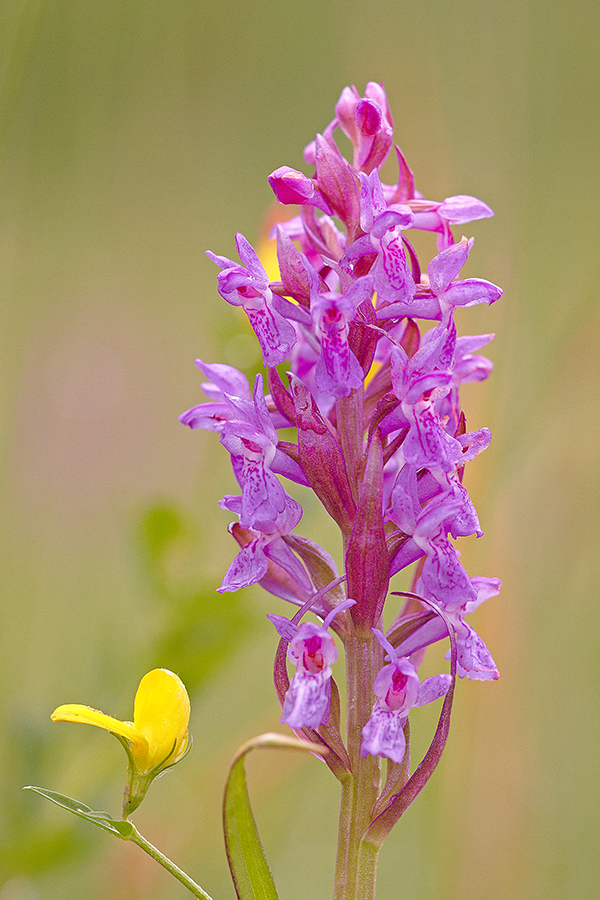 Fleischfarbenes Knabenkraut (Dactylorhiza incarnata)