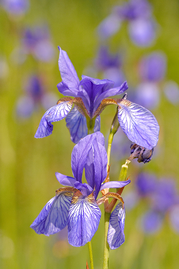 Sibirische Schwertlilie (Iris sibirica)