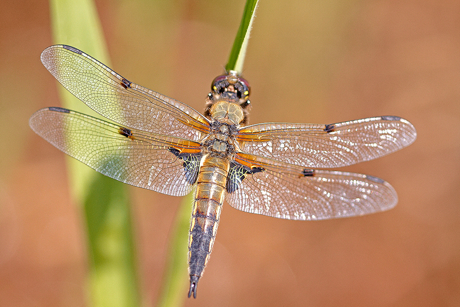 Vierfleck (Libellula quadrimaculata)