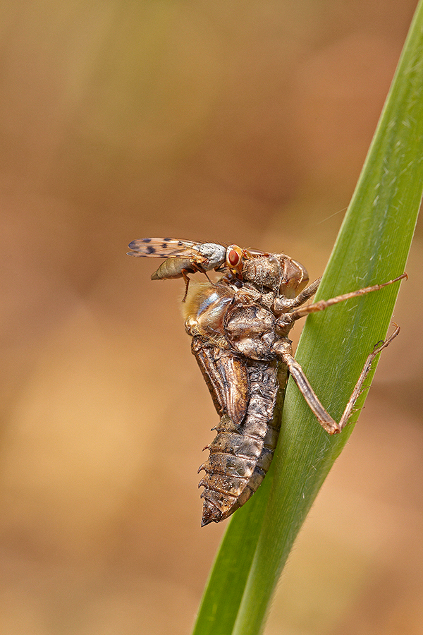 Vierfleck (Libellula quadrimaculata), Larve