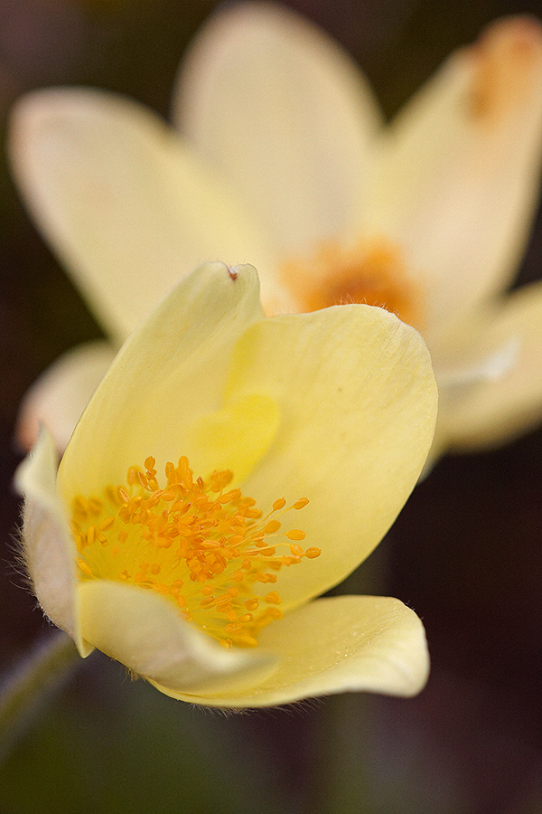 Schwefelgelbe Alpenanemone (Pulsatilla alpina)