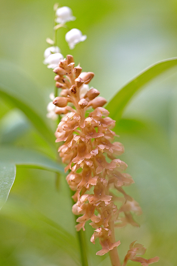 Vogel-Nestwurz (Neottia nidus-avis)