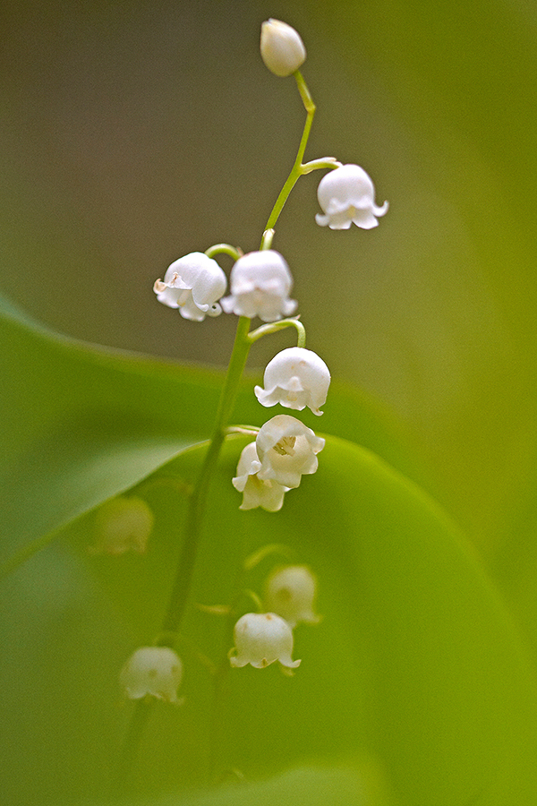 MaiglÃ¶ckchen (Convallaria majalis)