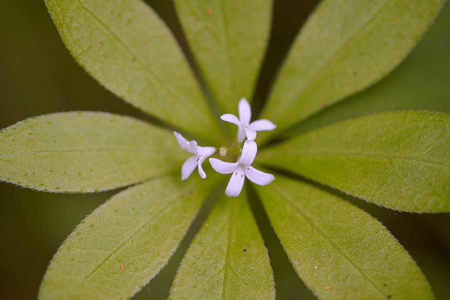 Waldmeister (Galium odoratum)