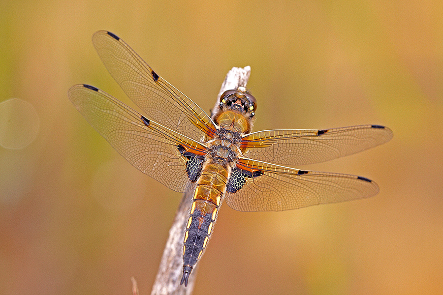 Vierfleck (Libellula quadrimaculata)