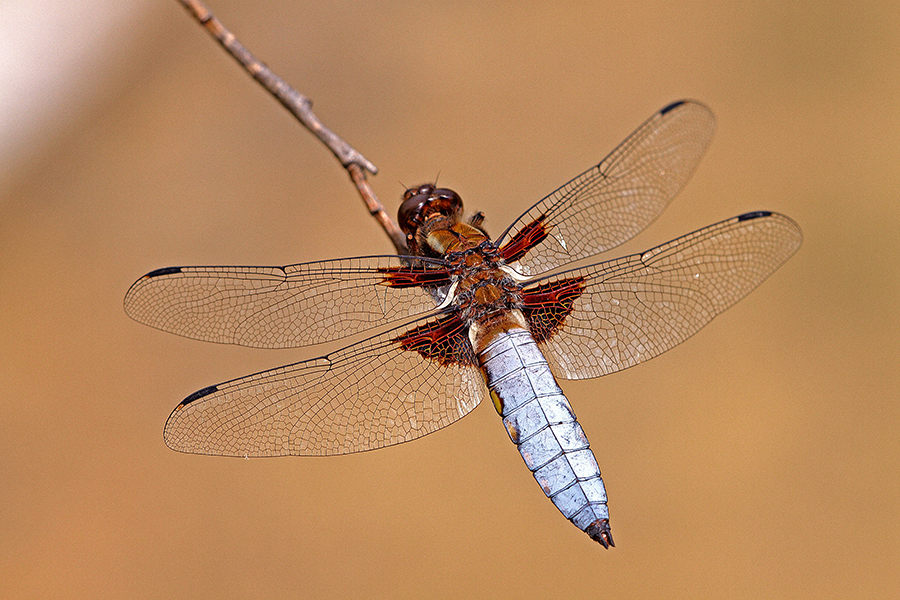 Plattbauch (Libellula depressa)