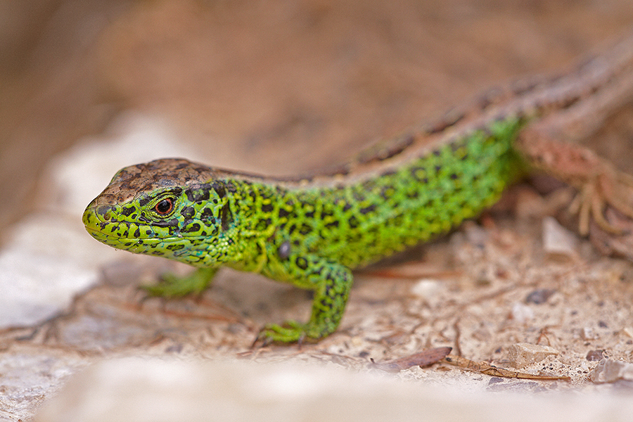 Zauneidechse (Lacerta agilis)