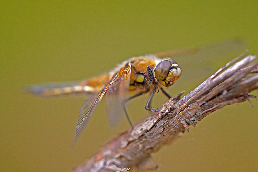 Vierfleck (Libellula quadrimaculata)