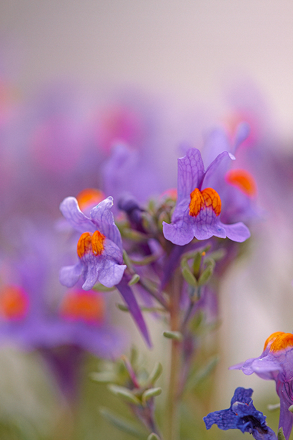 Alpen-Leinkraut (Linaria alpina)