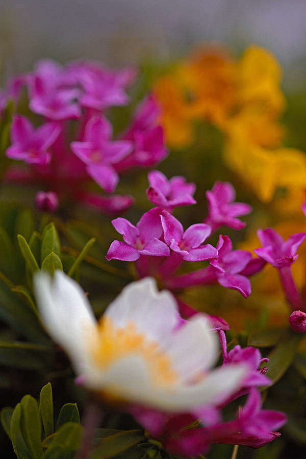 SteinrÃ¶schen (Daphne striata)