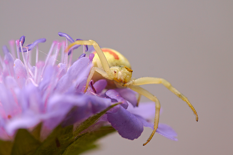 VerÃ¤nderliche Krabbenspinne (Misumena vatia) 