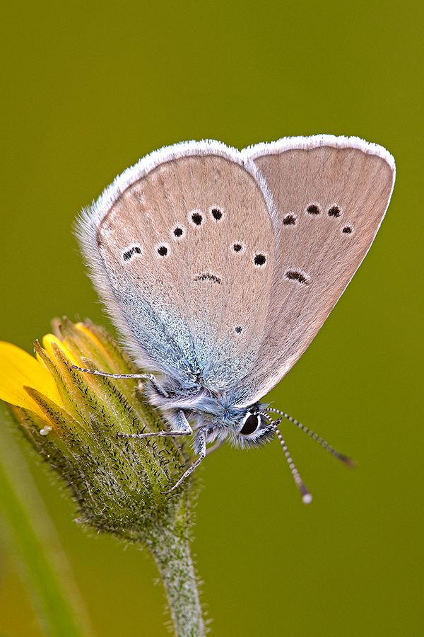 Rotklee-BlÃ¤uling (Polyommatus semiargus)