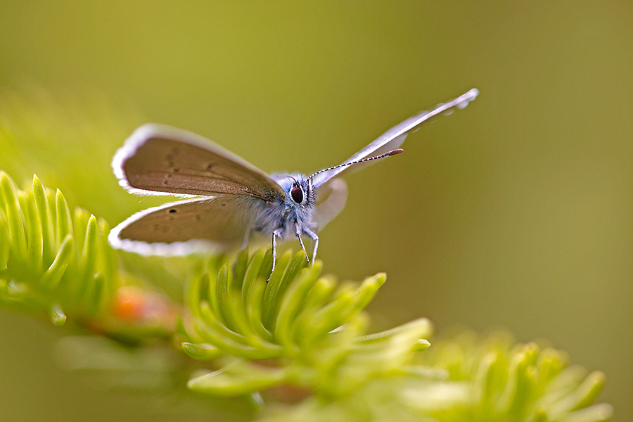 Rotklee-BlÃ¤uling (Polyommatus semiargus)