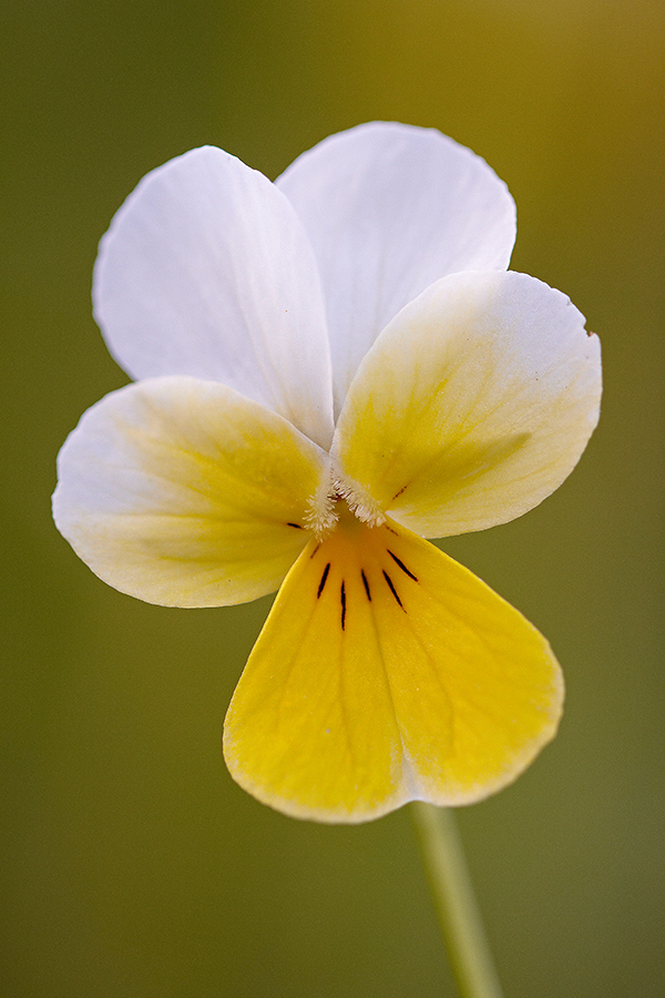 Wildes StiefmÃ¼tterchen (Viola tricolor)